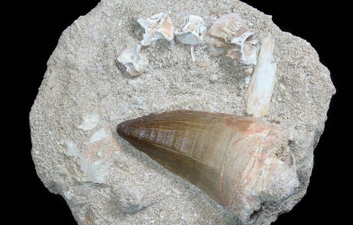 Large, Fossil Mosasaur Tooth With Fish Vertebrae #77980